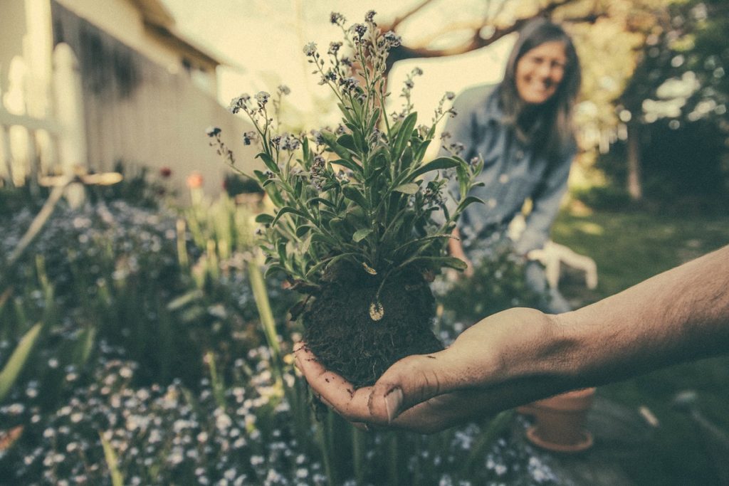 A man holds up a flower as he prepares to plant it in the flower bed; in the background, a woman is out of focus smiling.